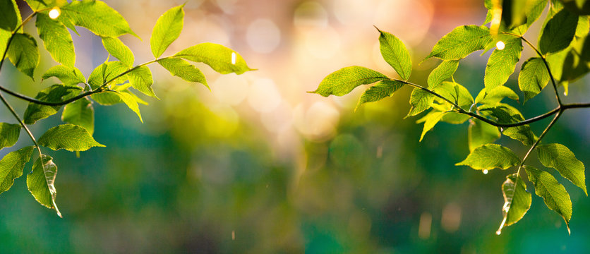 Fototapeta fresh green leaves in spring and bokeh background