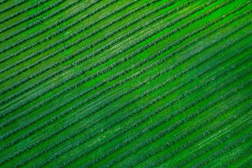Green country field of potato with row lines, top view, aerial drone photo