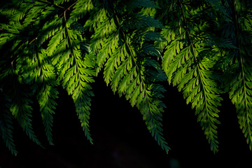 Fototapeta na wymiar Beautiful ferns leaves in dark background.Light and shadow green leaves.