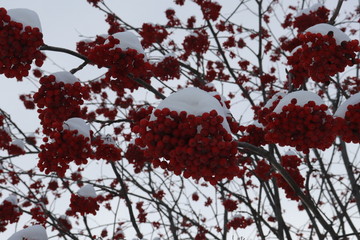 Red Rowan winter frosty morning, close-up view from below