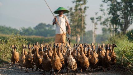 Duck Farming