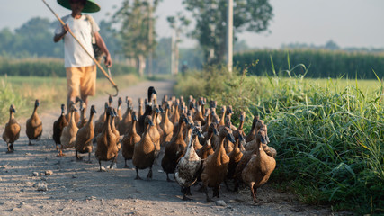 Duck Farming