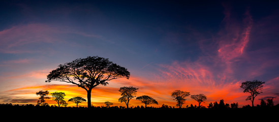 Fototapeta Panorama silhouette tree in africa with sunset.Tree silhouetted against a setting sun.Dark tree on open field dramatic sunrise.Typical african sunset with acacia trees in Masai Mara, Kenya obraz