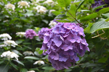 紫陽花