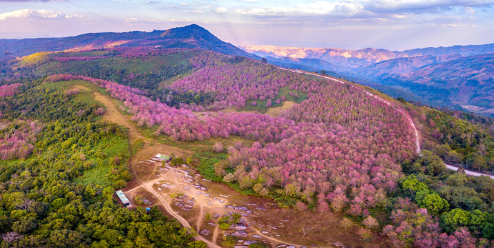 Panorama Top view Aerial photo from flying drone over Wild Himalayan Cherry blossom, plants in Phu lom lo,Loei province, Thailand,Asia.