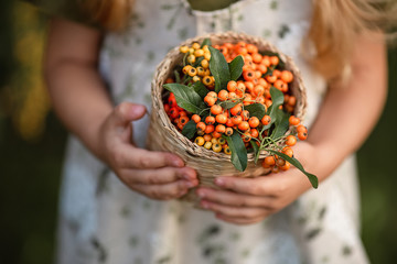 basket with orange berries in the hands of a girl