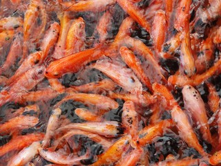 Obraz na płótnie Canvas shrimp in market