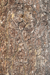 Bark of old pine closeup