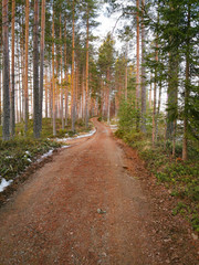Winter pine trees forest with snow in Finland