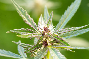 Close up of budding marijuana plant 