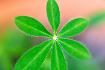 Close up of green leaves