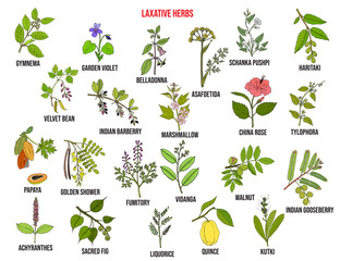 Obraz premium Best laxative herbs