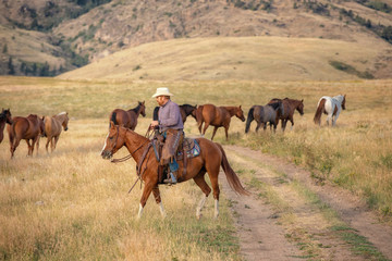 Herding Horses