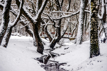 Landscape with views of the stream in the winter forest