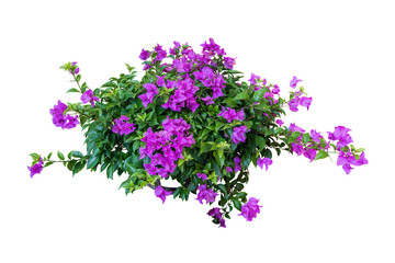 flower plant isolated include clipping path