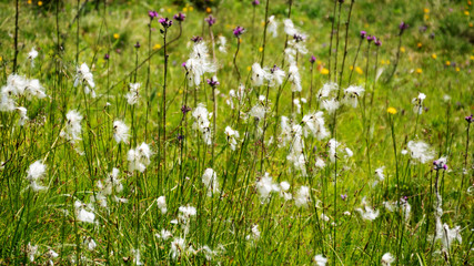 High alpine meadow with broad leaved cotton grass 