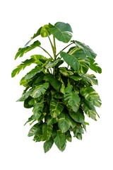monstera plant isolated include clipping path on white background  © sakdam