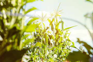 Organic greenhouse. Young plants of corns growing in very large plant in commercial greenhouse