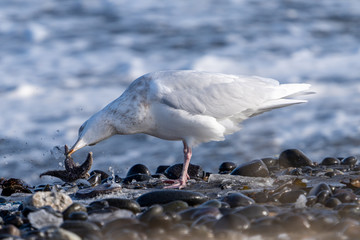 ヒトデを食べるカモメ