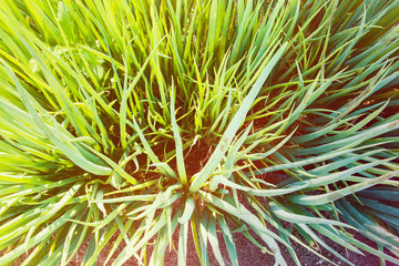 Fototapeta premium Organic vegetable growing. Stems green onion growing in the beds, the view from the top