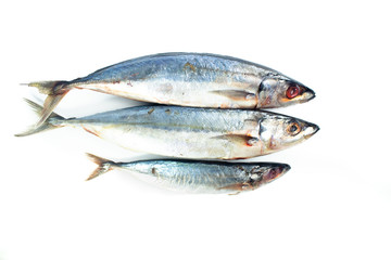 Asian Mackerel fish isolated on white background