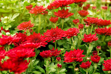Nature background with bright red chrysanthemum flowers