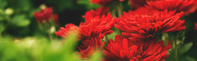 Banner background with red chrysanthemum flowers close u