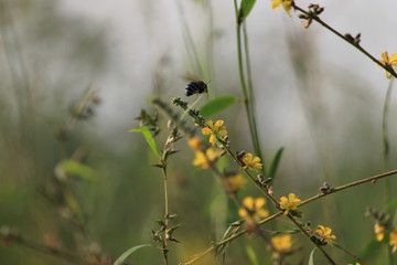 beautiful insect natural wallpaper