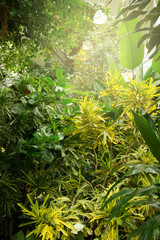 Obraz premium Evergreen lush tropical foliage in a tropical greenhouse
