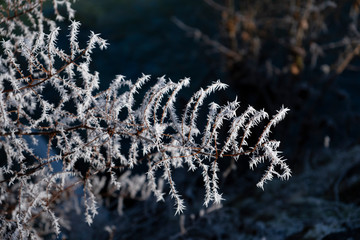 Hoarfrost on a branch in the sunlight