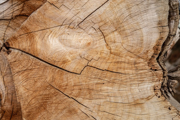 texture of wood, natural pattern background.