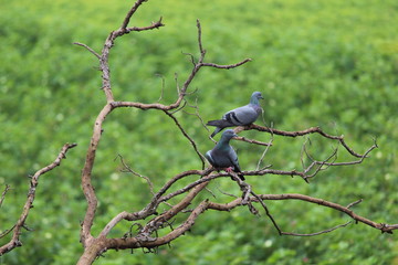 natural environment bird wallpaper