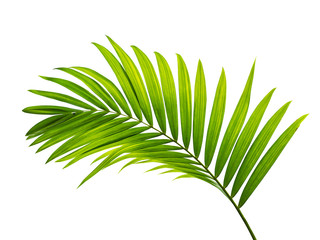 jungle leaves plant isolated include clipping path