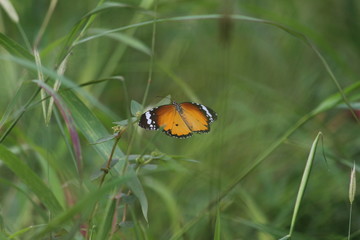 Obraz premium butterfly wallpaper and background