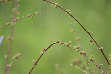 beautiful natural wallpaper