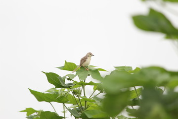 beautiful sparrow wallpaper