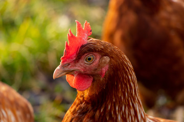 close up of a brown hen on an organic free range chicken farm, Germany