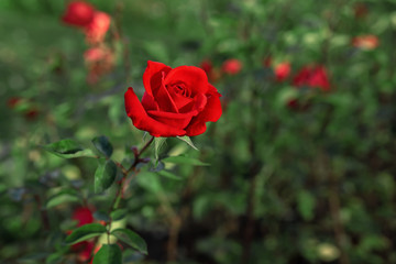 Red blooming rose flower in public park