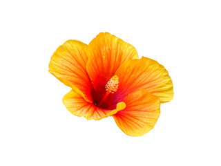 single flower isolated include clipping path