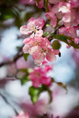 Blooming pink and white flowers on apple tree branch with green leaves close up, beautiful spring cherry blossom on blurred bokeh background, purple sakura flowers in bloom macro, springtime nature