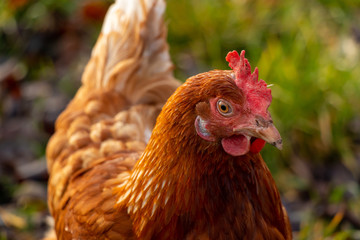 close up of a brown hen on an organic free range chicken farm, Germany