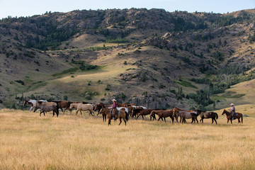 Herding Horses