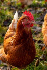 close up of a brown hen on an organic free range chicken farm, Germany