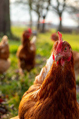 close up of a brown hen on an organic free range chicken farm, Germany