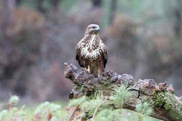 Common buzzard with the last lights of the sunset, Buteo buteo