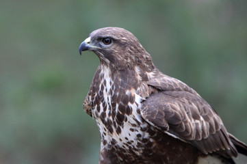 Common buzzard photographed with the last lights of the afternoon, birds, falcons, Buteo buteo