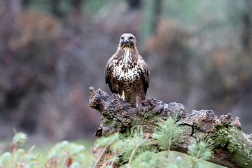 Common buzzard inside a pine forest, birds, raptors, Buteo buteo