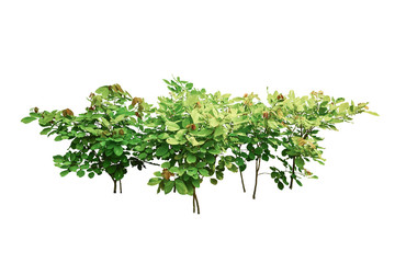 jungle leaves plant isolated include clipping path