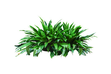 jungle leaves plant isolated include clipping path
