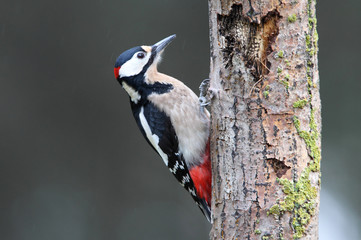 Adult male of Great spotted woodpecker photographed with the last lights of the afternoon, birds, Dendrocopos major - obrazy, fototapety, plakaty